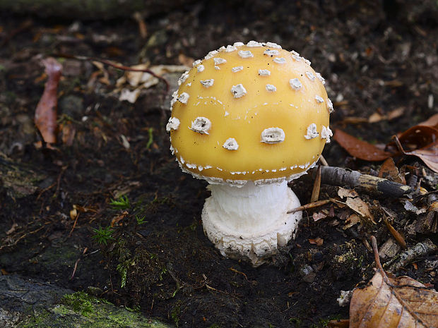 muchotrávka slamovožltá Amanita gemmata (Fr.) Bertill.