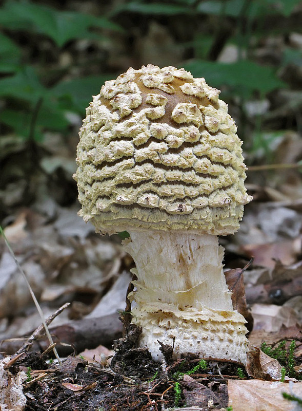 muchotrávka kráľovská Amanita regalis (Fr.) Michael