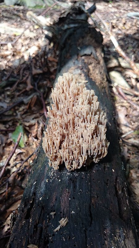 korunovec svietnikovitý Artomyces pyxidatus (Pers.) Jülich