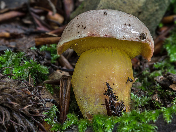 zlatohríb úhľadný Aureoboletus gentilis (Quél.) Pouzar