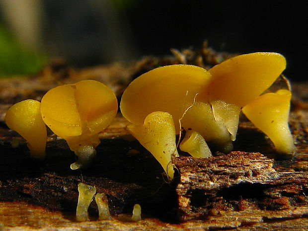 okrasník Bisporella sp.