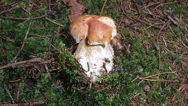 hríb smrekový Boletus edulis Bull.