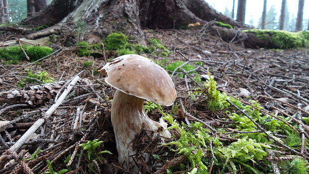 hríb smrekový Boletus edulis Bull.