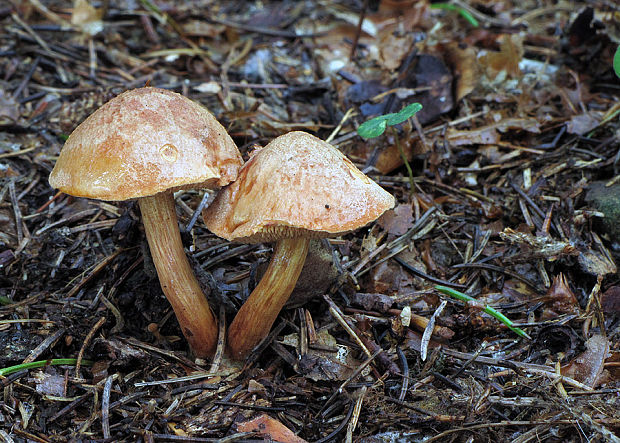 meďovec korenistý Chalciporus piperatus (Bull.) Bataille