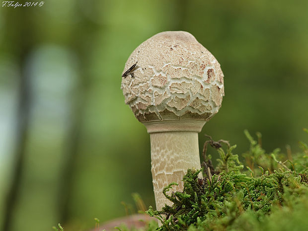 bedľa červenejúca Chlorophyllum rachodes (Vittad.) Vellinga