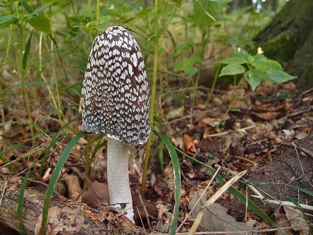 hnojník strakatý Coprinopsis picacea (Bull.) Redhead, Vilgalys & Moncalvo