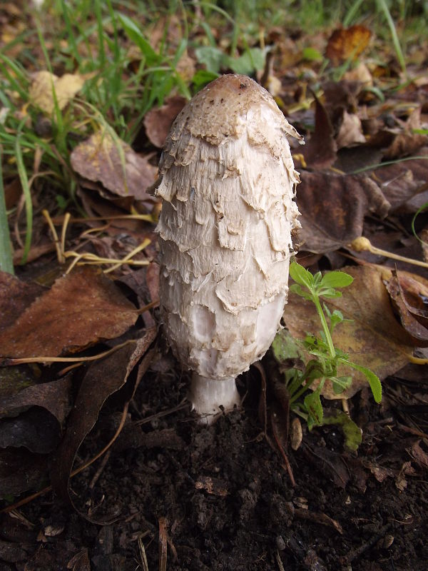 hnojník obyčajný Coprinus comatus (O.F. Müll.) Pers.