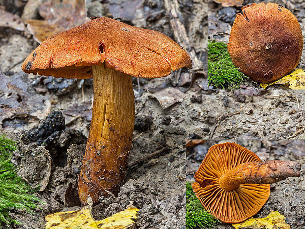 pavučinovec plyšový Cortinarius orellanus Fr.