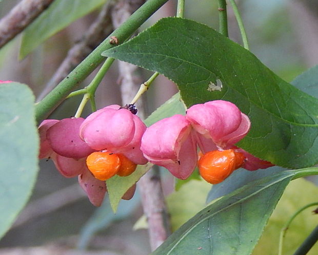 bršlen európsky Euonymus europaeus L.