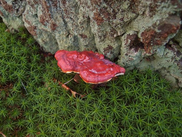 lesklokôrovka obyčajná Ganoderma lucidum (Curtis) P. Karst.