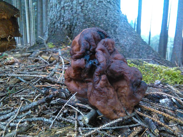 ušiak obyčajný Gyromitra esculenta (Pers.) Fr.