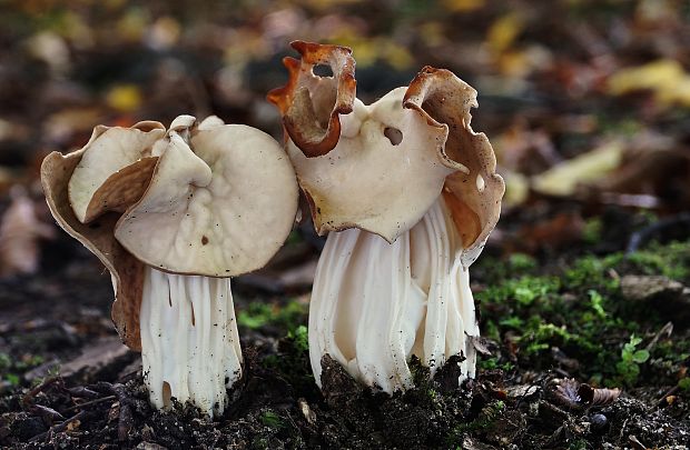 chriapač kučeravý Helvella crispa (Scop.) Fr.