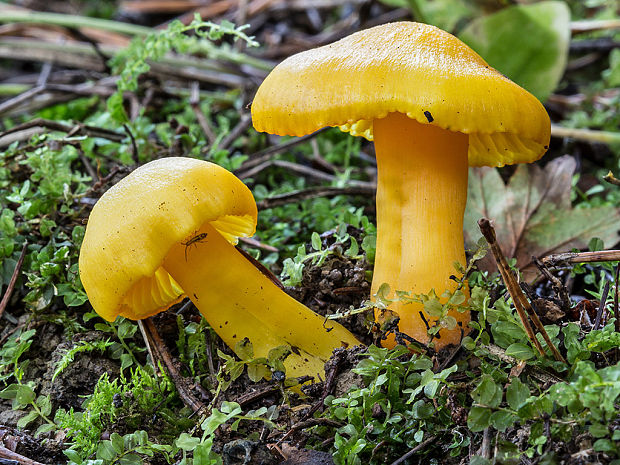 lúčnica citrónovožltá Hygrocybe chlorophana (Fr.) Wünsche