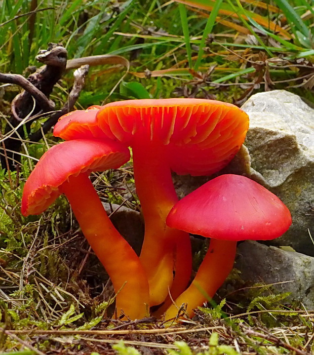 lúčnica šarlátová Hygrocybe coccinea (Schaeff.) P. Kumm.