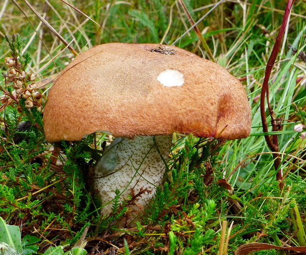 kozák smrekový Leccinum piceinum Pilát & Dermek