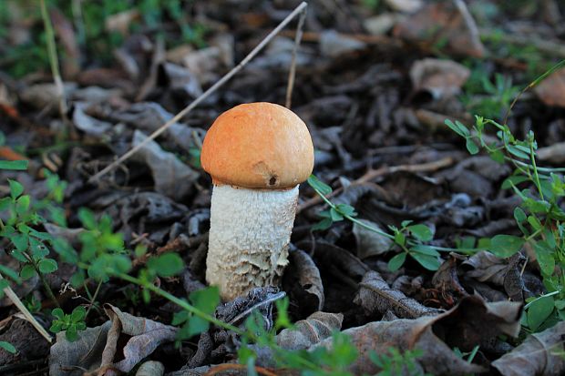 kozák osikový Leccinum rufum var. decipiens (Singer) Klofac