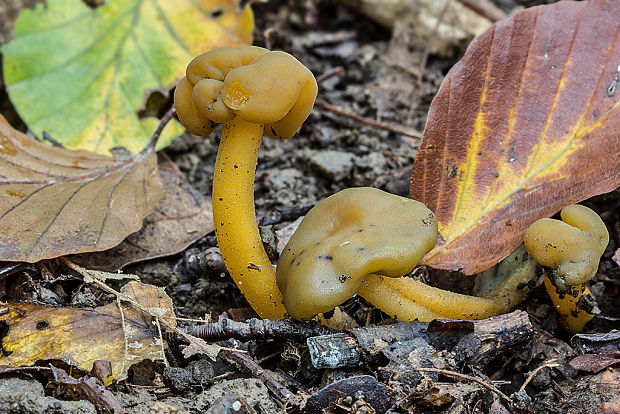 klincovka slizká Leotia lubrica (Scop.) Pers.