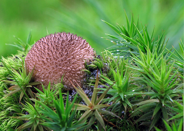 prášnica pichliačová Lycoperdon echinatum Pers.