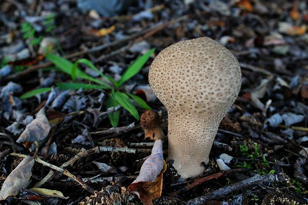 prášnica Lycoperdon sp.