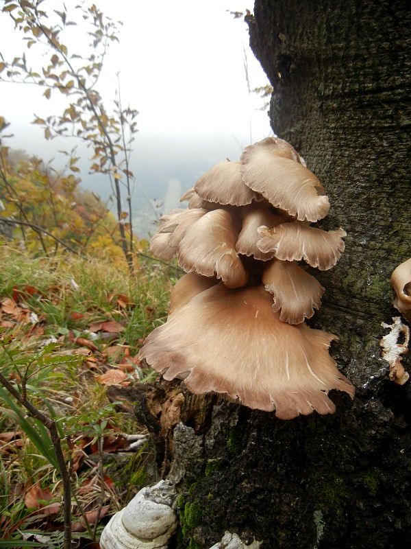 hliva ustricovitá Pleurotus ostreatus (Jacq.) P. Kumm.