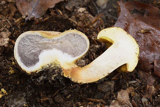 suchohríb cudzopasný Pseudoboletus parasiticus (Bull.) Šutara