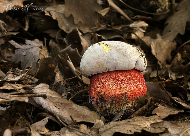 hríb purpurový Rubroboletus rhodoxanthus Kuan Zhao &amp; Zhu L. Yang