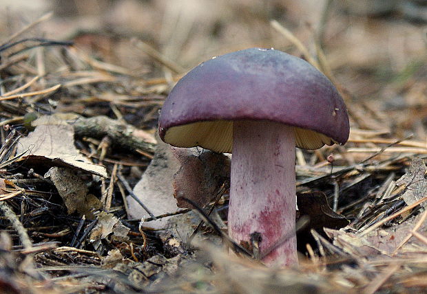 plávka zlomocná Russula sardonia Fr.