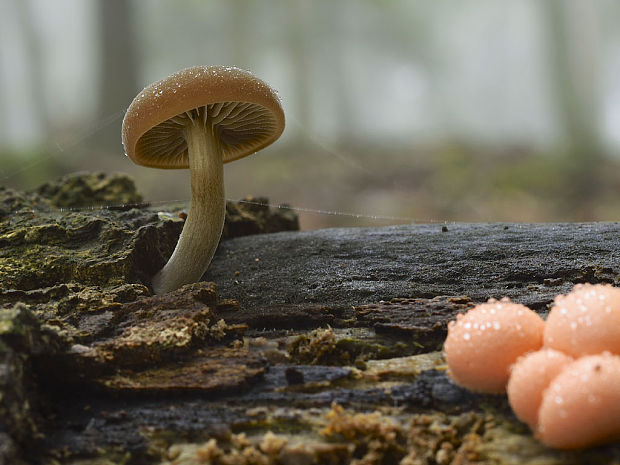 smeťovička hnedoolivová Simocybe centunculus (Fr.) P. Karst