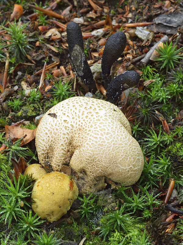 žezlovka srnková Tolypocladium ophioglossoides (J.F. Gmel.) Quandt, Kepler & Spatafora