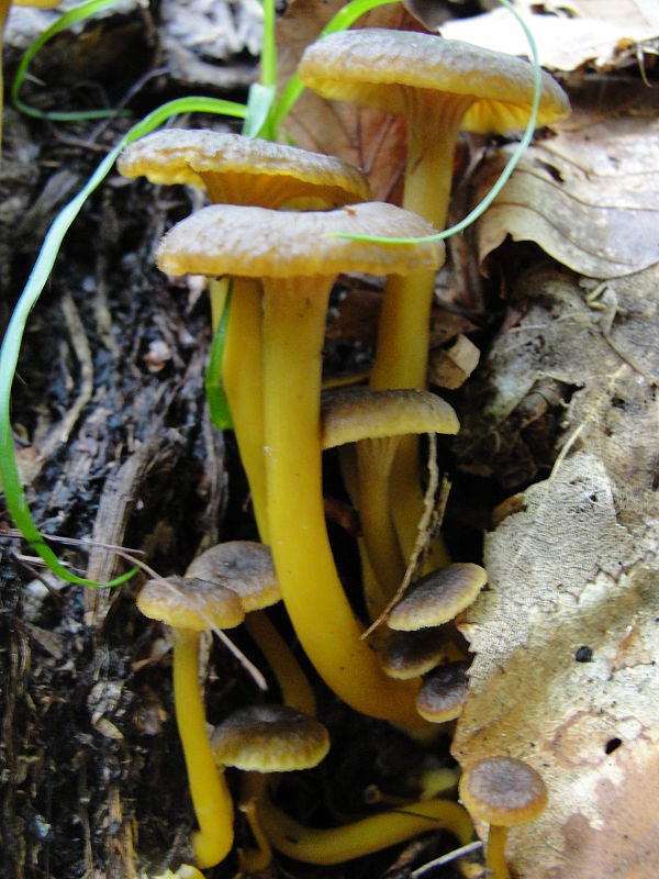 kuriatko lievikovité Craterellus tubaeformis (Fr.) Quél.