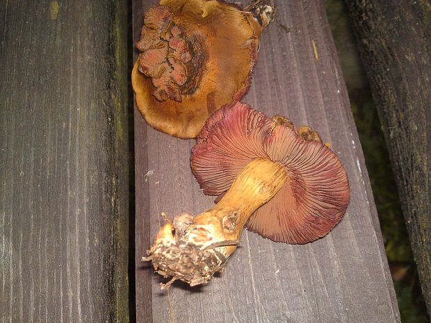 pavučinovec Cortinarius sp.