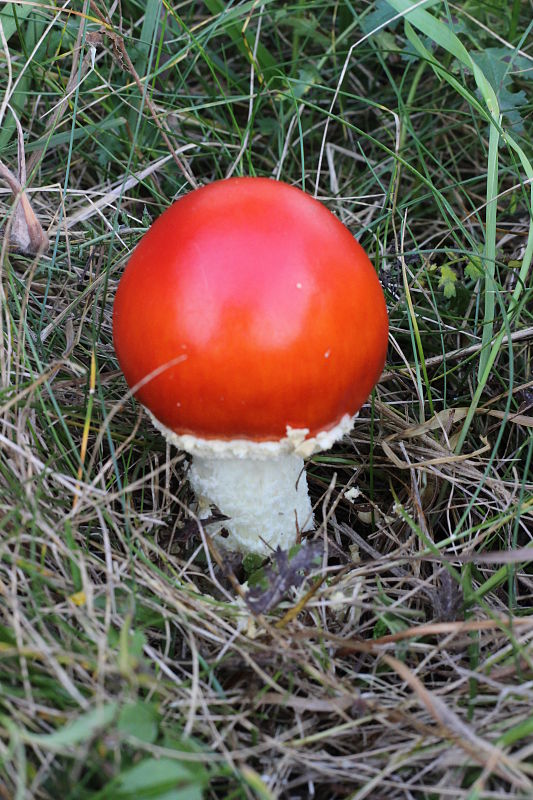 muchotrávka červená holá Amanita muscaria var. aureola (Kalchbr.) Quél.