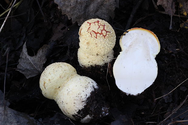 muchotrávka červená Amanita muscaria (L.) Lam.