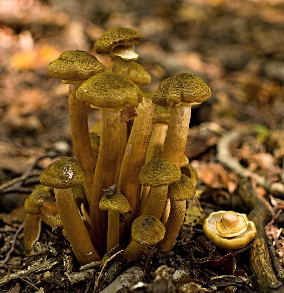 podpňovka žltá Armillaria gallica Marxm. & Romagn.