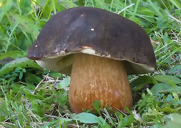 hríb bronzový Boletus aereus Bull. ex Fr.