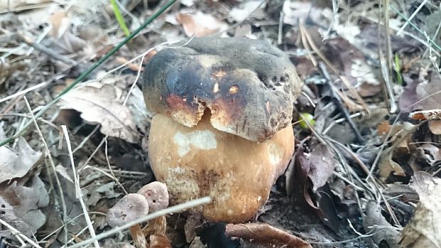 hríb bronzový Boletus aereus Bull. ex Fr.