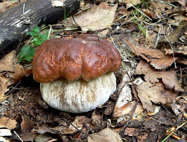 hríb smrekový Boletus edulis Bull.