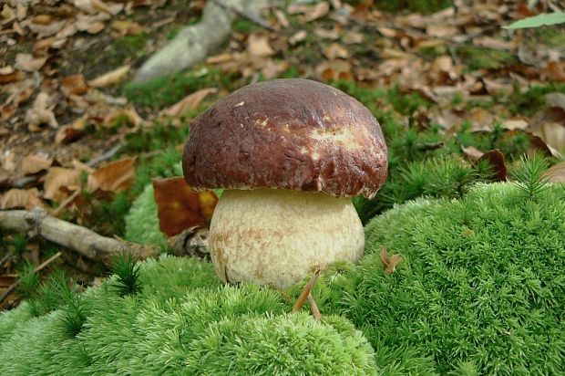 hríb sosnový Boletus pinophilus Pil. et Dermek in Pil.