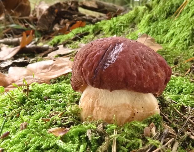 hríb sosnový Boletus pinophilus Pil. et Dermek in Pil.