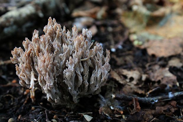 konárovka popolavá Clavulina cinerea (Bull.) J. Schröt.