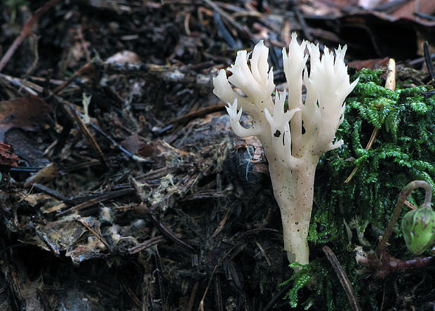 konárovka hrebenitá Clavulina coralloides (L.) J. Schröt.