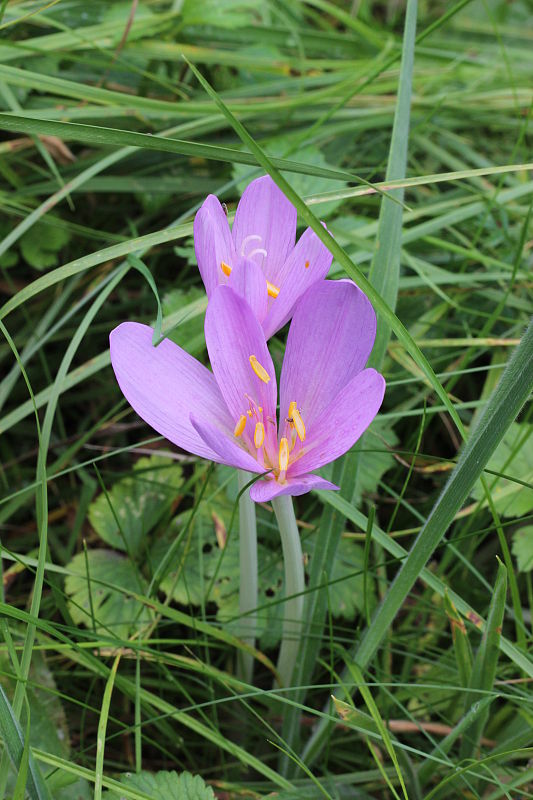 jesienka obyčajná Colchicum autumnale