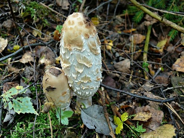 hnojník obyčajný Coprinus comatus (O.F. Müll.) Pers.