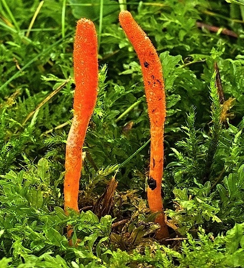 žezlovka hmyzová Cordyceps militaris (Fr.) Link