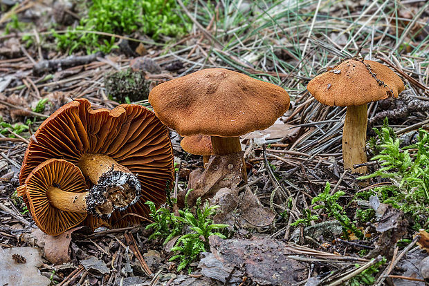 pavučinovec plyšový Cortinarius orellanus Fr.