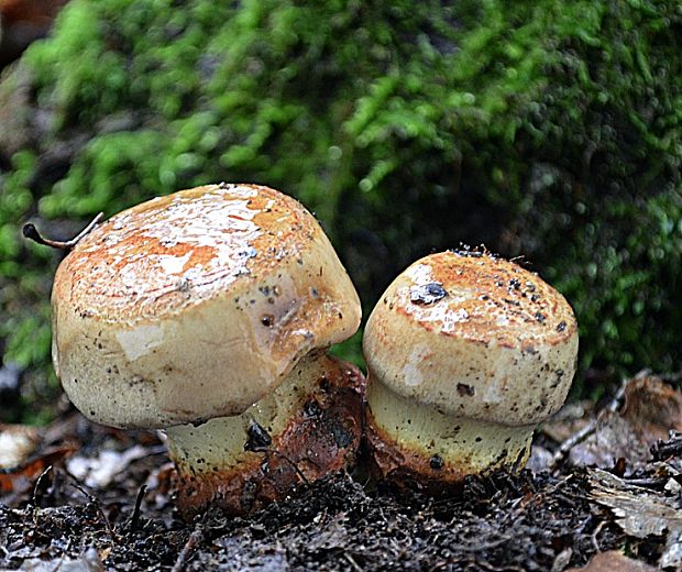 pavučinovec Cortinarius sp.