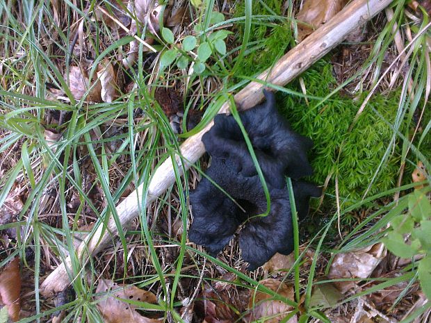 lievik trúbkovitý Craterellus cornucopioides (L.) Pers.