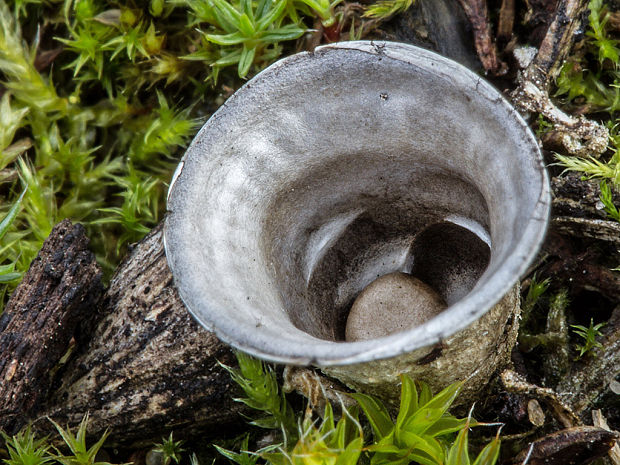 čiaškovec hladký Cyathus olla (Batsch) Pers.