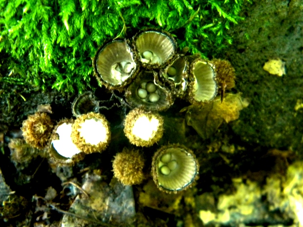 čiaškovec pásikavý Cyathus striatus (Huds.) Willd.