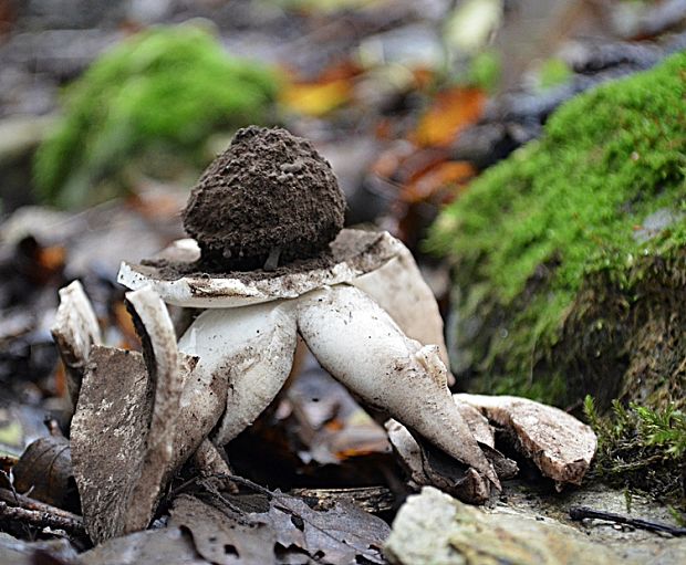 hviezdovka vlasatá Geastrum melanocephalum (Czern.) V.J. Staněk